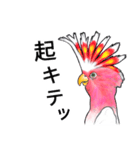 なんだか派手なクルマサカオウム（個別スタンプ：8）