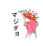 なんだか派手なクルマサカオウム（個別スタンプ：11）