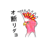 なんだか派手なクルマサカオウム（個別スタンプ：31）