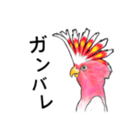 なんだか派手なクルマサカオウム（個別スタンプ：37）