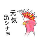 なんだか派手なクルマサカオウム（個別スタンプ：39）