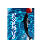 背景が動く▶︎✨元気で可愛いイルカショー✨（個別スタンプ：2）