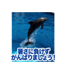 背景が動く▶︎✨元気で可愛いイルカショー✨（個別スタンプ：4）