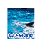 背景が動く▶︎✨元気で可愛いイルカショー✨（個別スタンプ：5）