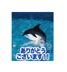 背景が動く▶︎✨元気で可愛いイルカショー✨（個別スタンプ：6）