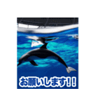 背景が動く▶︎✨元気で可愛いイルカショー✨（個別スタンプ：7）