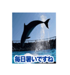 背景が動く▶︎✨元気で可愛いイルカショー✨（個別スタンプ：8）