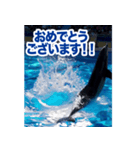 背景が動く▶︎✨元気で可愛いイルカショー✨（個別スタンプ：10）