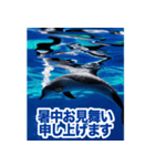 背景が動く▶︎✨元気で可愛いイルカショー✨（個別スタンプ：12）