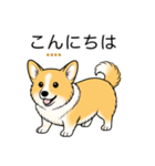 名前入りコーギーしっぽあり（個別スタンプ：1）