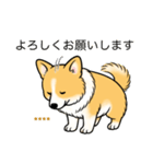 名前入りコーギーしっぽあり（個別スタンプ：5）