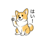 名前入りコーギーしっぽあり（個別スタンプ：16）