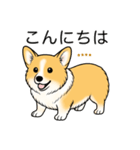 名前入りコーギーしっぽなし（個別スタンプ：1）