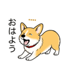 名前入りコーギーしっぽなし（個別スタンプ：2）