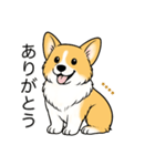 名前入りコーギーしっぽなし（個別スタンプ：4）