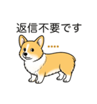 名前入りコーギーしっぽなし（個別スタンプ：11）