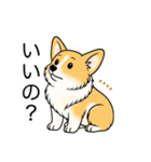 名前入りコーギーしっぽなし（個別スタンプ：13）