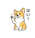 名前入りコーギーしっぽなし（個別スタンプ：16）