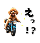 即返信♡バイク好き トイプードル（個別スタンプ：2）