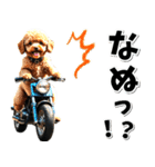 即返信♡バイク好き トイプードル（個別スタンプ：6）