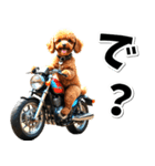 即返信♡バイク好き トイプードル（個別スタンプ：12）