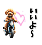 即返信♡バイク好き トイプードル（個別スタンプ：20）