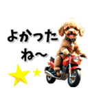 即返信♡バイク好き トイプードル（個別スタンプ：23）