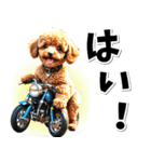 即返信♡バイク好き トイプードル（個別スタンプ：25）