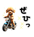 即返信♡バイク好き トイプードル（個別スタンプ：31）