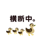 交通安全 STOP ！！ ひばりちゃん（個別スタンプ：29）