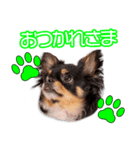 黒木家のモカちゃん（個別スタンプ：4）