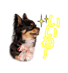 黒木家のモカちゃん（個別スタンプ：6）