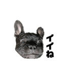 BOBstamp20250616（個別スタンプ：10）