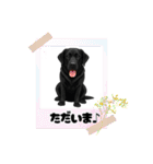 『ラブラドールレトリバー』のスタンプ（個別スタンプ：1）