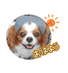 キャバリア クル ⑥ 夏（個別スタンプ：1）