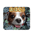 キャバリア クル ⑥ 夏（個別スタンプ：2）