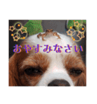 キャバリア クル ⑥ 夏（個別スタンプ：5）