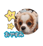 キャバリア クル ⑥ 夏（個別スタンプ：6）