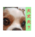 キャバリア クル ⑥ 夏（個別スタンプ：18）