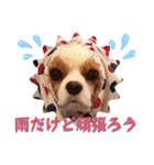 キャバリア クル ⑥ 夏（個別スタンプ：29）
