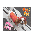 キャバリア クル ⑥ 夏（個別スタンプ：34）