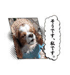 キャバリア クル ⑥ 夏（個別スタンプ：35）