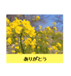 お花の言葉スタンプ（個別スタンプ：1）