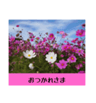 お花の言葉スタンプ（個別スタンプ：2）