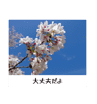 お花の言葉スタンプ（個別スタンプ：3）