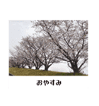 お花の言葉スタンプ（個別スタンプ：6）