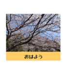 お花の言葉スタンプ（個別スタンプ：7）