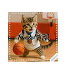 面白い＆可愛い部活猫メッセージスタンプ（個別スタンプ：3）