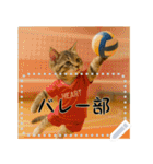 面白い＆可愛い部活猫メッセージスタンプ（個別スタンプ：4）