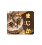 おもしろおちょらスタンプ  No.1（個別スタンプ：1）